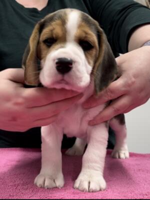 Dog Pup Available