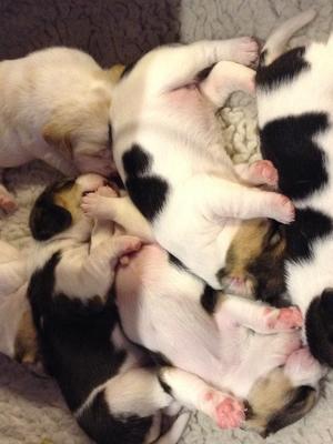 Pups Aged 2 weeks