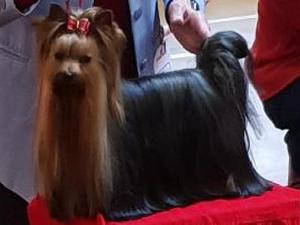 Sire. Lovejoys Royal Affair with Chevawn