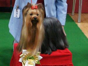 Ch.Lovejoys Royal Affair with Chevawn
