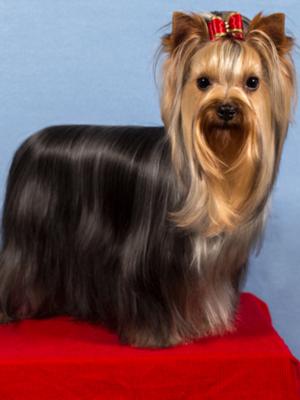 Jazz at 12 months