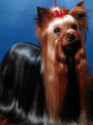 Champion Chevawn Sheer Fancy