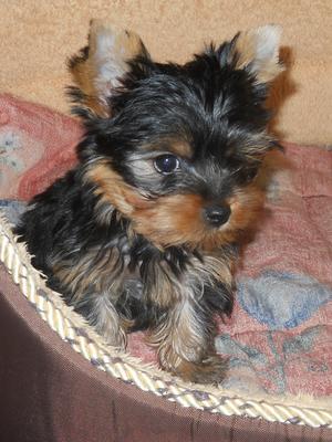 Bobby 10 weeks