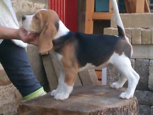 Girl pup