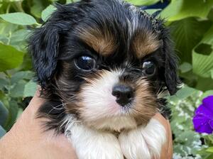 Tri boy at 6 weeks