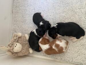 Desi's Puppies