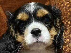 Tri boy at 9 weeks