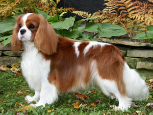 CKCSC AKC Am. Ch. Avalcier Princeton