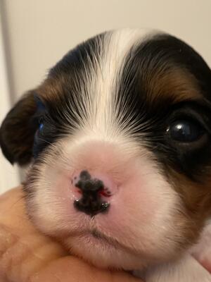 Tri boy at 3 weeks