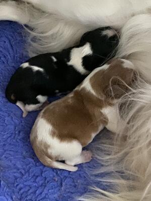 Litter of 2 puppies