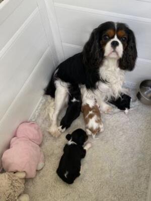 Desi with Puppies