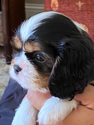 Typical puppy - side view