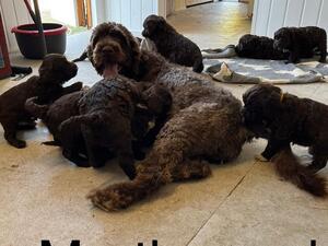Martha and her pups