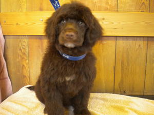 brown dog