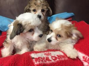 3 powderpuff boys