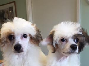 2 very cute powder puff boys