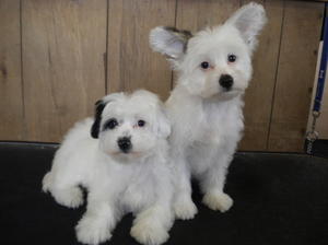 2 pups left