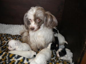 daisy mum