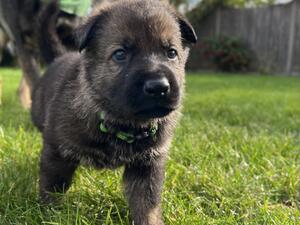 Four weeks