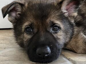 Five weeks