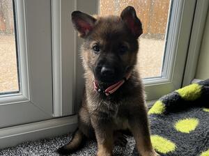 Five weeks