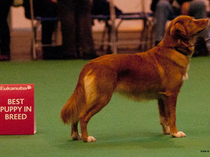 Fiddler at Crufts 2012