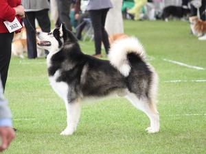 Leo 2nd in Limit Crufts Qualified 2017