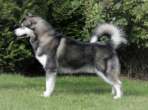 Sampson at 13 months