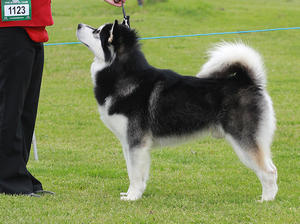 Leo 21 months
