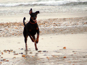 Buka at the beach
