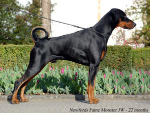 Enzo at 22 months