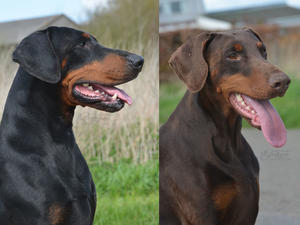 Luca & Sofie
