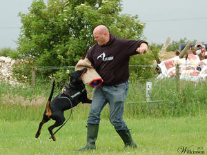 Zara training for Schutzhund