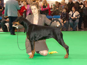 Zara 3rd YB Crufts 2012