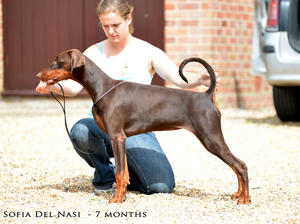 Sofie 7 months