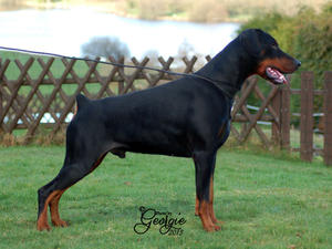 Sire: Multi/Int CH El Cid Du Wot A Thriller