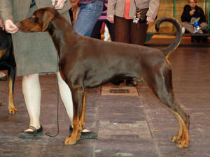 Jasper at 9 months old