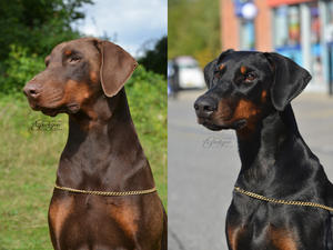Jasper left, Riot Right