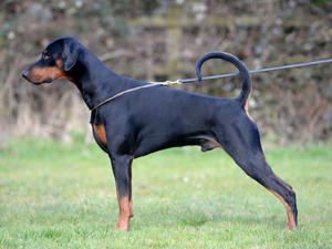 Korifey Onyx JW