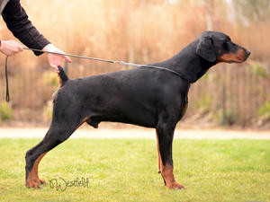 sire