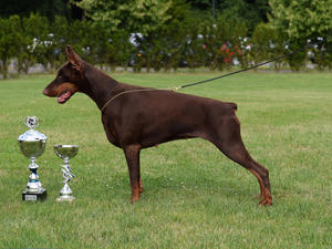 Gib Ch Gorchista De Grande Vinko