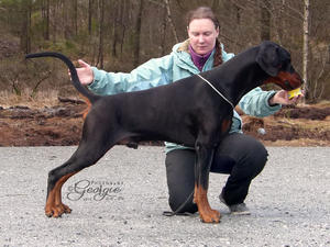 Sire: Den/Nor/Int CH Tamlands Valentino Garavani