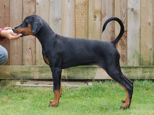 Newfords One Vision (daughter of Bracken)