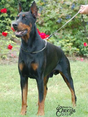 Noodles (Sire)