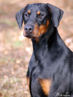 Enzo @ 15 months