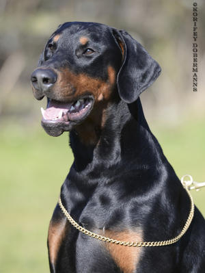 Korifey Onyx