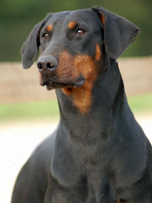 Bramble at 3.5 years old