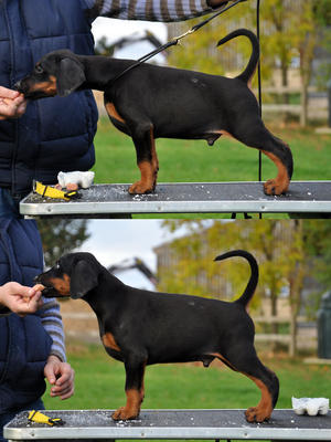 Yellow Male at 7 weeks