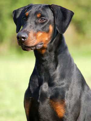 Buka at 11 months