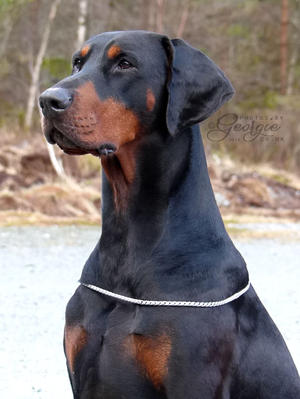 Sire: Den/Nor/Int CH Tamlands Valentino Garavani